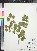 Betula occidentalis image